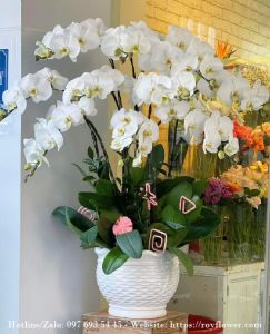Cửa hàng hoa tươi tại Hội An - Mẫu hoa RF4967 - Sự May Mắn , Phồn Thịnh